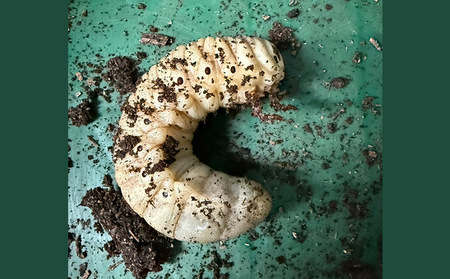 ヘラクレスオオカブト(ヘラクレスヘラクレス)３令中期幼虫ペア(オス1匹、メス1匹) FY25-205