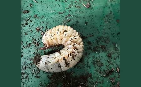 ヘラクレスオオカブト(ヘラクレスヘラクレス)３令中期幼虫ペア(オス1匹、メス1匹) FY25-205