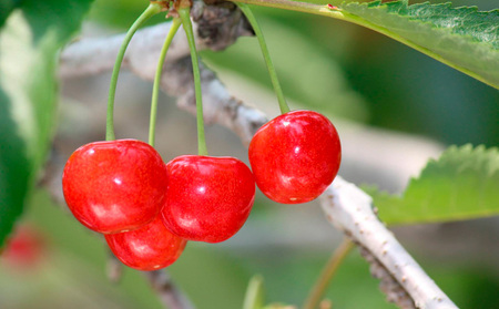 ☆フルーツ王国山形☆さくらんぼ 紅秀峰 Lサイズ 360g(180g×2P) 【令和8年産先行予約】FS25-005