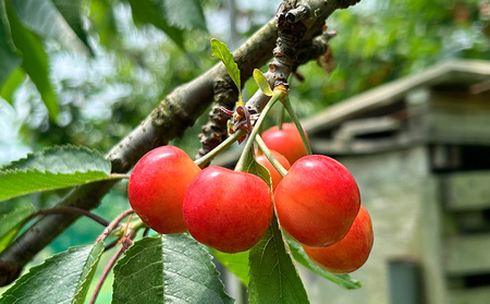☆フルーツ王国山形☆さくらんぼ 佐藤錦 Lサイズ 540g(180g×3P) 【令和8年産先行予約】FS25-006