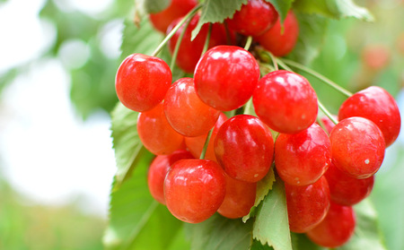 山形市産 さくらんぼ(やまがた紅王)2L 700g バラ詰め 【令和8年産先行予約】FS25-028