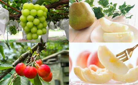 【定期便4回】☆フルーツ王国山形☆『佐藤錦、白桃、シャインマスカット、ラ・フランス』 FY25-308