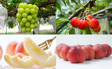 【定期便4回】☆フルーツ王国山形☆『佐藤錦、白桃、すもも、シャインマスカット』 FY25-311