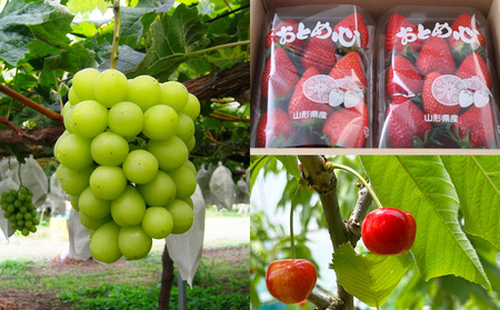 【定期便3回】☆フルーツ王国山形☆『いちご、紅秀峰、シャインマスカット』 FY25-316