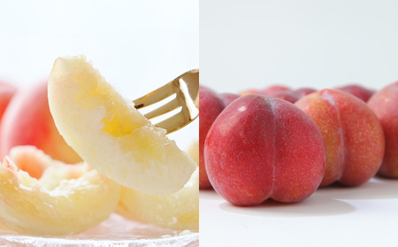 【定期便5回】☆フルーツ王国山形☆『佐藤錦、白桃、すもも、ラ・フランス、りんご』 FY25-321