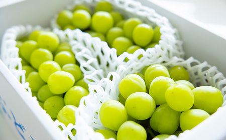 【定期便5回】ノノハナフルーツ 笑顔はなまる満足便 FY25-330