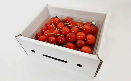 山形さくらんぼ (祝)栽培150周年記念！佐藤錦 500g バラ詰め L玉 数量限定！【令和8年産先行予約】FS25-068