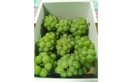 山形産 ナイヤガラ2kg 秀品(6～8房)【令和8年産先行予約】FS25-078