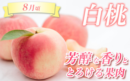 【定期便3回】☆んま~い山形☆山形フルーツ売れ筋3種定期便(さくらんぼ佐藤錦/白桃/シャインマスカット) FY25-474