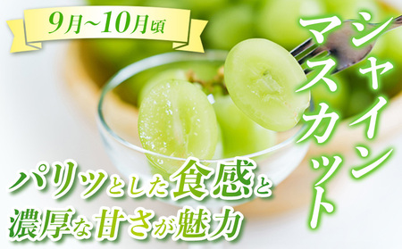 【定期便3回】☆んま~い山形☆山形フルーツ売れ筋3種定期便(さくらんぼ佐藤錦/白桃/シャインマスカット) FY25-474