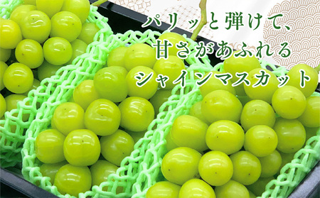 みちのく果実帖 シャインマスカット3房 約1.9kg 【令和8年産先行予約】FS25-151