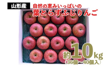 FY22-029 自然の恵みいっぱいの葉とらずふじりんご 約10kg(36個～40個)