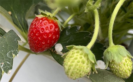 真っ赤に育った冬の贅沢！朝摘み大粒いちご☆ FZ23-439