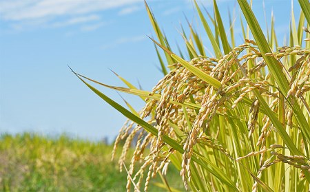 【定期便4回】山形産 特別栽培米 つや姫 5kg×4ヶ月(計20kg) FZ21-334