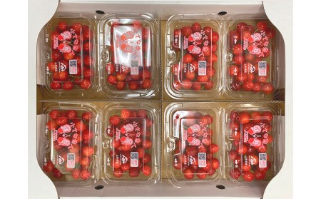 さくらんぼ佐藤錦 Lサイズ 1440g(180g×8パック) 【令和8年産先行予約】FS25-562