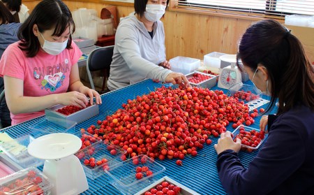 】山形産 大粒さくらんぼ 紅秀峰 特選 バラ詰め 2L以上 約600g 【令和6年産先行予約】FU21-806