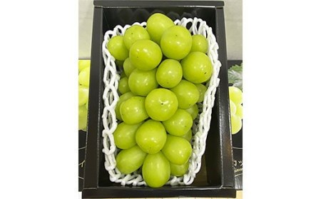 厳選シャインマスカット 秀品 600g以上 1房入 1箱 [後半] 【令和8年産先行予約】FS25-679 くだもの 果物 フルーツ 山形 山形県 山形市 2026年産