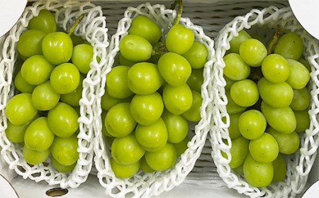 厳選！大粒で大房のシャインマスカット 秀品 2～3房入り（約1.6