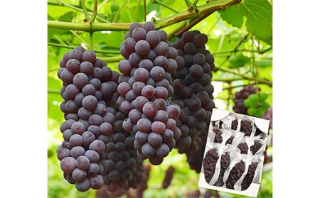 山形のぶどう デラウエア 約2kg(L～3L/10～16房)【令和8年産先行予約】FS24-569 くだもの 果物 フルーツ 山形 山形県 山形市 2026年産