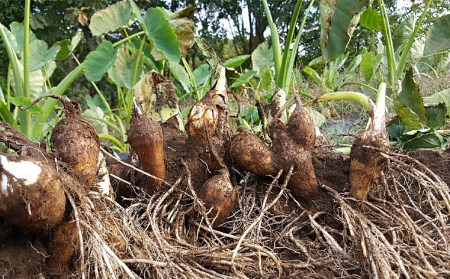 農薬不使用 自然農法 山形特産 土付里芋 3kg!(さといもやのおすすめ品) FZ23-134