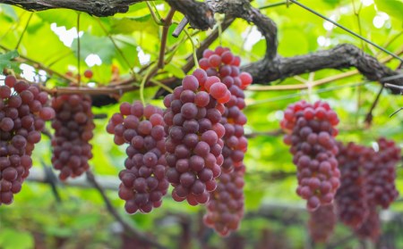 【こんのぶどう園】山形本沢産 ぶどう デラウェア 秀L以上 約2kg(10～16房) 【令和8年産先行予約】FS25-719 くだもの 果物 フルーツ 山形 山形県 山形市 人気 2026年産