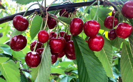 山形のさくらんぼ 紅さやか Lサイズ以上 720(180g×4) 【令和8年産先行予約】FS25-523