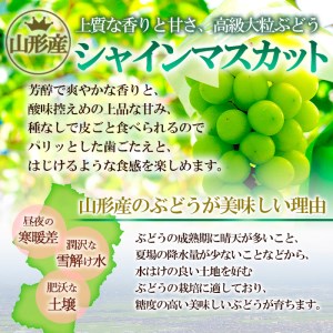 山形のぶどう シャインマスカット 1kg以上(2房)[10月中旬～11月中旬お