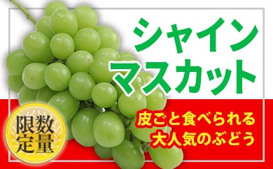FS18-294 ★フルーツ王国山形★種無しシャインマスカット秀品 約600g