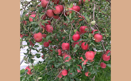 山形市産 富士りんご 無袋 徳用 5kg(20玉～25玉) FZ23-037