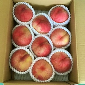 山形市産 白桃 [柔らかくなる桃] 秀品 約3kg (6玉～13玉)【令和8年産先行予約】FU23-573 くだもの 果物 フルーツ 山形 山形県 山形市 2026年産