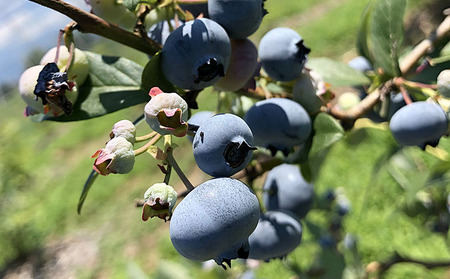 山形産 農薬不使用 冷凍ブルーベリー【ガイアの雫】800g(400g×2)★真空包装★  FZ23-581