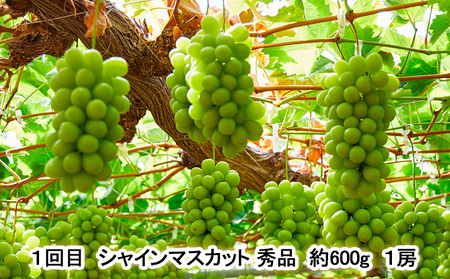 【定期便3回】秋から始まる！山形もぐもぐフルーツ定期便 【令和8年産先行予約】FU23-926 くだもの 果物 フルーツ 山形 山形県 山形市 2026年産