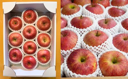 【定期便3回】やまがた秋のりんご三昧【令和8年産先行予約】FS23-638