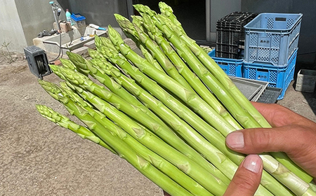 《 先行予約 》【 令和8年産 春芽 】 アスパラガス L 1kg ( 太物 L以上 )〔 2026年5月中旬頃 ~ 発送予定 〕 アスパラ 野菜 農園成 産地直送 農家直送 2026年産