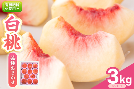  【 令和8年産 】 白桃 （ もも ） 3kg ( 6 ～ 11玉 ) 品種 おまかせ 〔 8月上旬 ～ 9月上旬頃お届け 〕 2025年産 産地直送