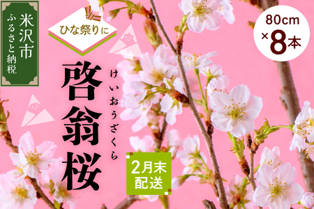 【 ひなまつり用 / 数量限定 】 啓翁桜 ( けいおうざくら ) 80cm × 8本 花 生花 枝花