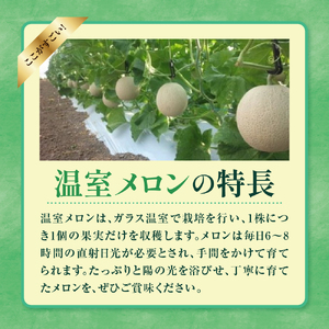 【先行予約】 令和8年産 温室 メロン マスクメロン 2玉 ( 3～4kg程度 ) 2026年9月上旬～中旬頃 お届け予定
