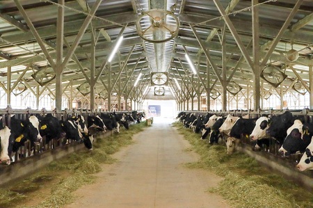 生乳ジェラートバラエティセット　12個　ミルク ラムレーズン キャラメル 抹茶 ブルーベリー