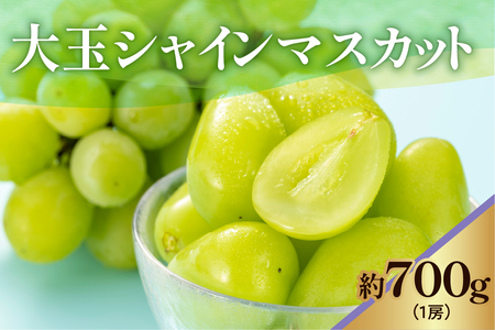 《 先行予約 / 令和7年産 》 【 数量限定 】大玉シャインマスカット　1房　700g〔 9月中旬頃 ～ お届け 〕 ぶどう 白ぶどう 2025年産