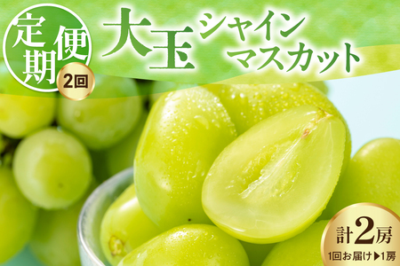 【先行予約】 【定期便】 令和8年産 大玉 シャインマスカット 1房 ( 700g ) × 2回 2026年9月下旬頃～お届け予定