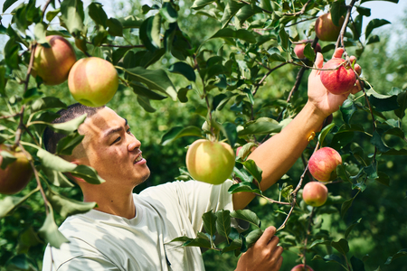 果汁 100% まるごと りんご ジュース 720ml 3本セット
