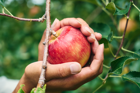 果汁 100% まるごと りんご ジュース 720ml 3本セット
