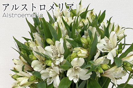 アルストロメリア1束 10本入り ホワイト系 山形県米沢市 ふるさと納税サイト ふるなび