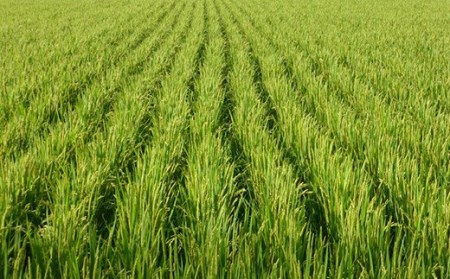 《 先行予約 》【 令和6年産 新米 】 ミルキークイーン 5kg 特別栽培米 減農薬・減化学肥料栽培 産地直送 2024年産 [004R6-012]