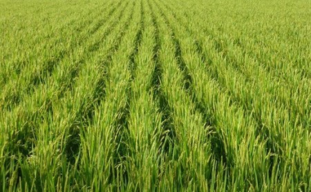 《 先行予約 》【 令和6年産 新米 】 特別栽培米 もち米 （ ヒメノモチ ） 計 2kg （ 1kg × 2袋 ） 産地直送 2024年産[004R6-019]