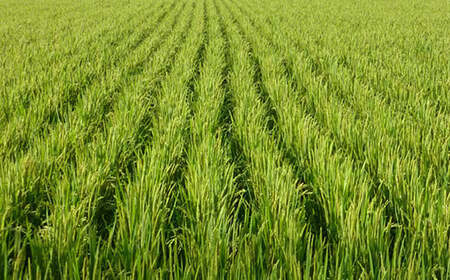 《 先行予約 》【 令和6年産 新米 】 つや姫 5kg 特別栽培米 減農薬・有機質肥料栽培 ブランド米 産地直送 2024年産 [004R6-005]