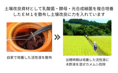 【令和7年産】特別栽培米 つや姫 10kg（5kg×2袋） 山形県 鶴岡市  伊藤農園（伊藤嘉吉）