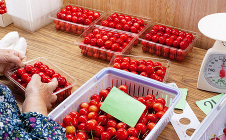 【令和7年産先行予約】こだわりのさくらんぼ「紅さやか」バラ詰め 500g いまいのさくらんぼ園 K-729