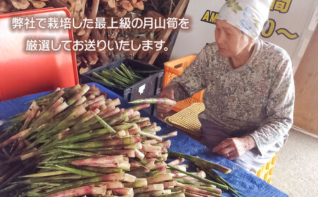 【令和8年産先行予約】月山筍 ミックスサイズ 1kg　山形県鶴岡産　グレイスファーム