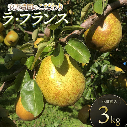 【令和8年産先行予約】安野農園のこだわりラ・フランス 3kg（5～9玉） 化粧箱入り 山形県鶴岡産　安野農園